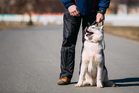 繁殖 犬科动物 宠物 美丽的 小狗 男人 纯种 可爱的 公园