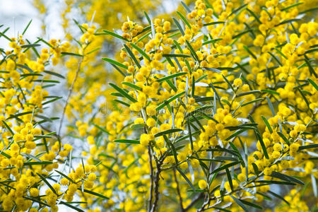 合欢十二叶黄花照片