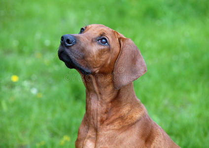 哺乳动物 猎犬 同伴 面对 可爱的 宠物 肖像 犬科动物