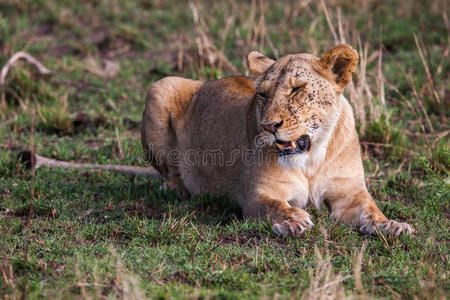 肖像 非洲 肯尼亚 国王 瑟伦 游猎 危险的 自然 狮子座