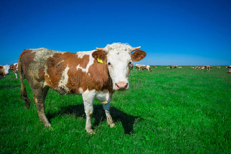 夏季牧场上的奶牛
