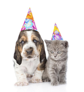 贝塞特猎犬小狗和小猫带着生日帽子。 在白色上隔离