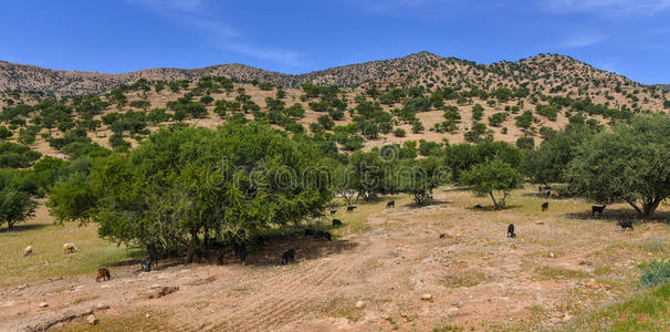 摩洛哥阿甘果摩洛哥的阿甘树照片