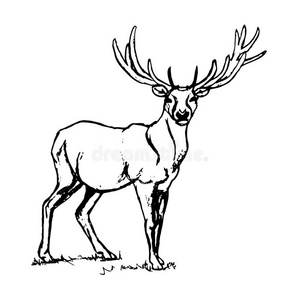 有大角的鹿.照片