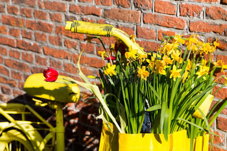 特写黄色自行车与一篮子水仙花在乡村砖墙背景