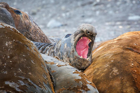 在南极,大象海豹一起蜕皮.照片