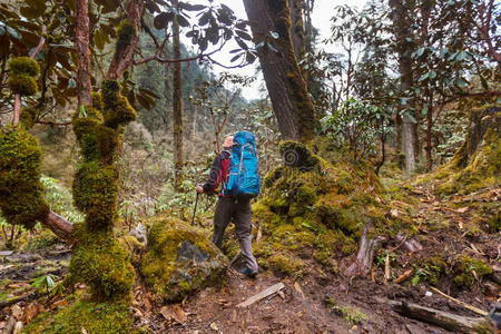 干城章嘉峰 活动 自然 背包客 尼泊尔人 森林 环境 徒步旅行