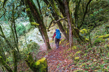 丛林 小山 自然 活动 喜马拉雅山 背包 男人 徒步旅行