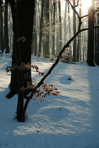 森林里的冬天