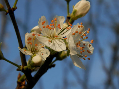 苹果树花