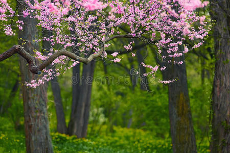 美丽的粉红色树花