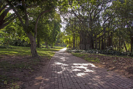 风景 城市 园林绿化 灌木 土地 路面 美丽的 公园 领域