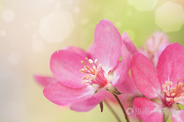 春天 盛开 自然 花园 玫瑰 苹果 夏天 粉红色 开花 分支