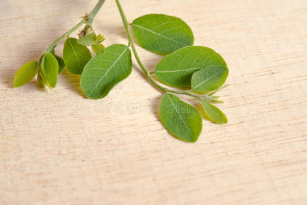 辣木属 油料 领域 树叶 提取 医学 硬木 自然 草药 胆固醇
