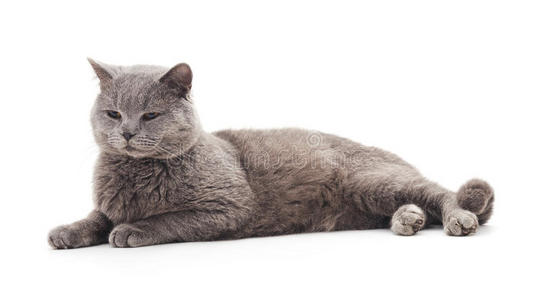 灰颜色小猫图片-灰颜色小猫素材-灰颜色小猫插画-摄图新视界