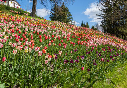 品红 植物区系 花的 风景 颜色 粉红色 草本植物 花园
