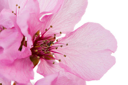 花粉 盛开 特写镜头 花瓣 花药 雌蕊 花的 春天 开花