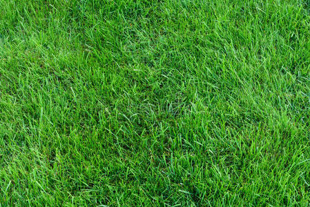 割草机 公园 活力 条纹 草坪 春天 郁郁葱葱 领域 生活