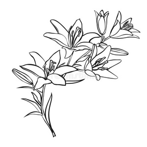 礼物 要素 花瓣 复古的 植物 美女 艺术 插图 开花 轮廓