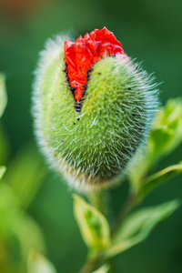 美丽的 特写镜头 生长 盛开 领域 颜色 植物学 植物 植物区系