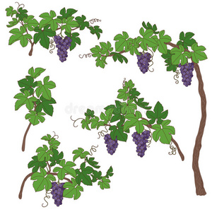 幼枝的葡萄图片-幼枝的葡萄素材-幼枝的葡萄插画-摄图新视界