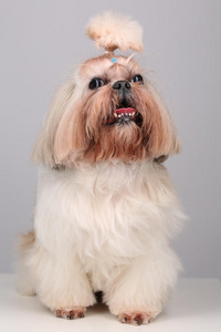 脊椎动物 肖像 可爱的 毛茸茸的 犬科动物 宠物 纯种 在室内