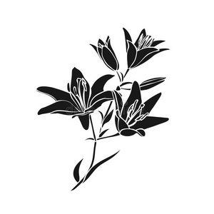 百合花朵黑色剪影图片-百合花朵黑色剪影素材-百合花朵黑色剪影插画
