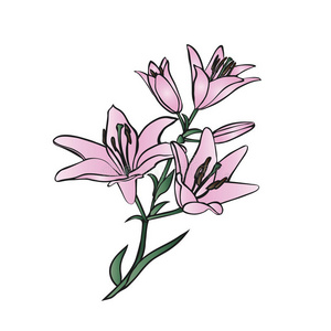 插图 复兴 粉红色 百合花 开花 概述 公司 艺术 植物