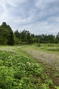 田野景观