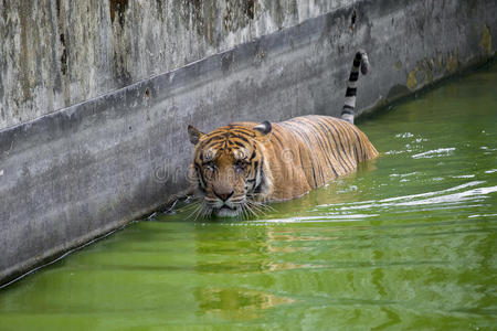 达卡动物园的一只皇家孟加拉虎洗澡，以战胜炎热的夏季炎热。