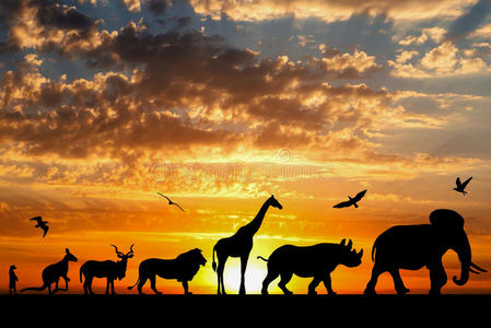 哺乳动物 黄昏 狮子 射线 动物群 长颈鹿 拼贴 袋鼠 羚羊