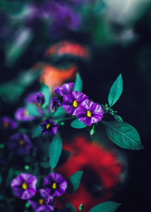 美丽的仙女梦幻般的紫色红色花朵，深绿色的蓝色叶子，模糊的背景