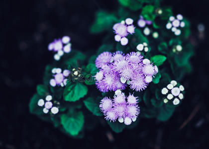 仙女梦幻魔术紫色花与明亮的绿叶，色调与Instagram过滤器在复古复古风格的效果