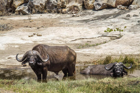 南非克鲁格国家公园的非洲水牛