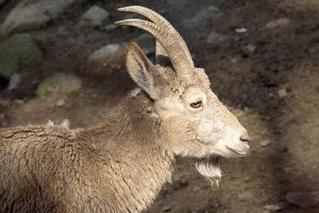 雌性西伯利亚Ibex，西比里卡，失去冬衣