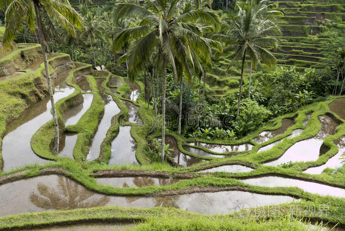 印度尼西亚乌布德附近的巴厘岛绿色稻田