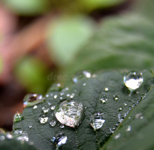 特写镜头 草本植物 花园 环境 颜色 植物区系 纯洁 凝结