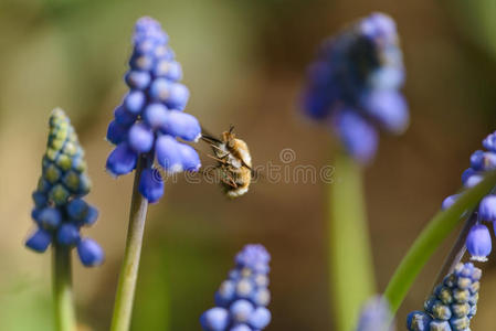 长鼻 悬停 夏天 聚集 蜜蜂 葡萄 眼睛 花园 航班 自然
