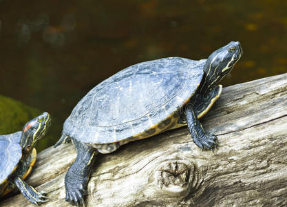 自然 海龟 池塘 动物 野生动物 分支 乌龟 爬行动物 形象