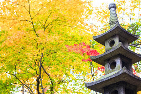 美丽的枫树季节与美好的颜色，日本