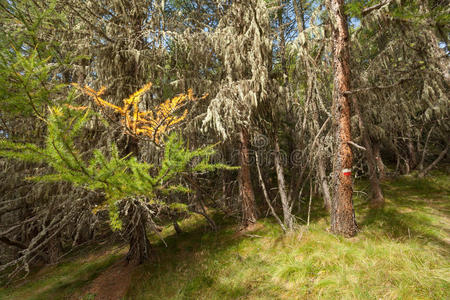 植物区系 北欧 矮树丛 树叶 阿尔卑斯山 公园 徒步旅行