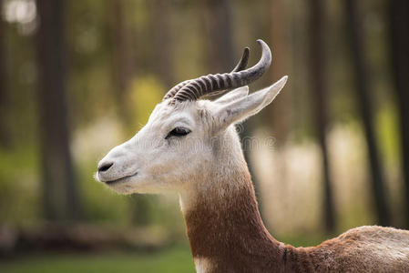 瞪羚 形象 肯尼亚 颜色 遥远的 照相机 动物 库杜 雌鹿