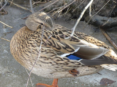 休息的鸭子图片