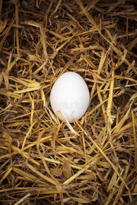 鸡窝里的鸡蛋照片