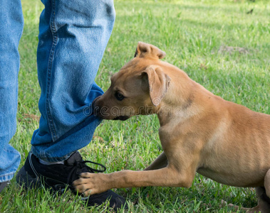 棕色小狗咬着裤子的腿摄影图