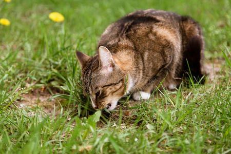 特写镜头 美丽的 猫科动物 晚餐 草坪 外部 颜色 面对