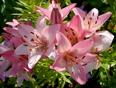 普通的百合图片