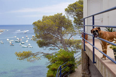 库纳帕拉里拳击手狗在海豹旁边的房子里照片