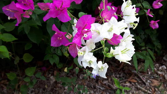 紫色和白色花的特写