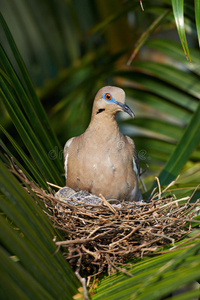 羽毛 宝贝 亚洲 分支 鸽子 野生动物 眼睛 动物 木材